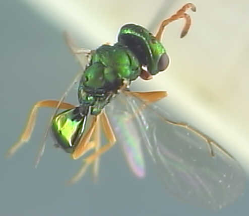 Polycystus clavicornis